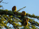 Pine cones - Szyszki